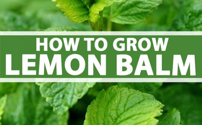 Growing lemon balm balm