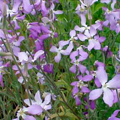 Growing matthiola bicorn