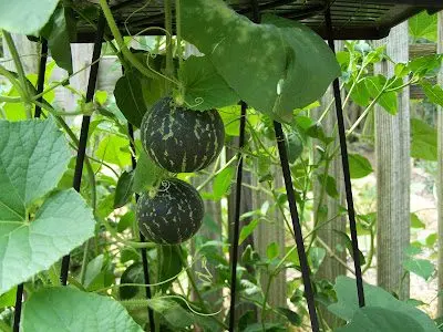 Growing melon in a greenhouse