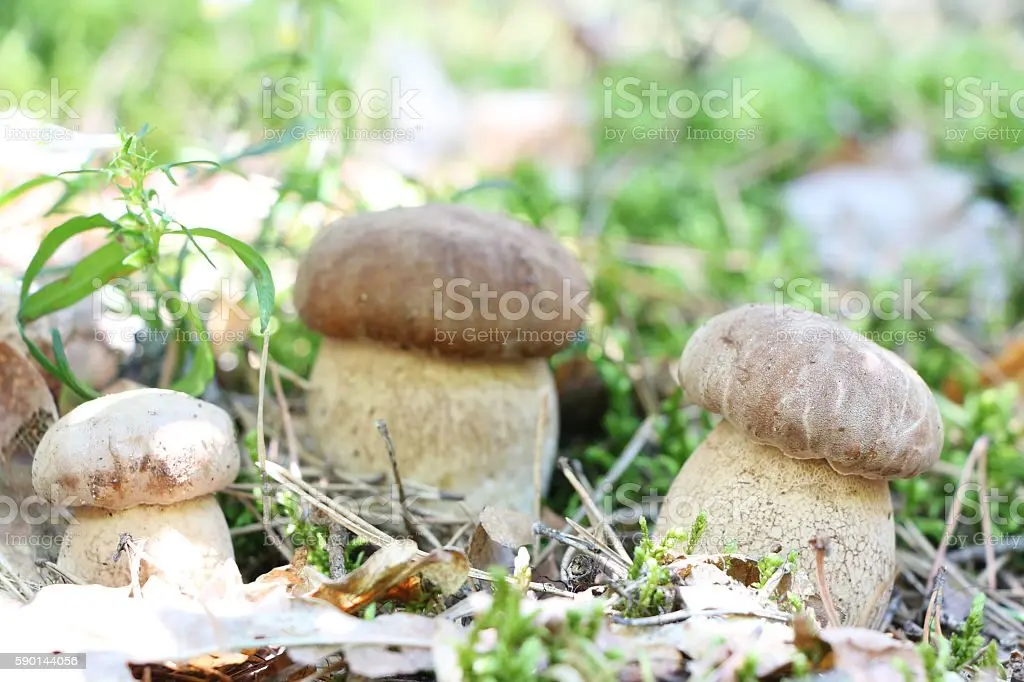 Growing of ceps