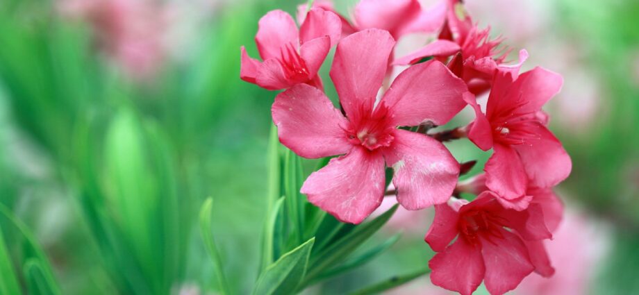 Growing oleanders