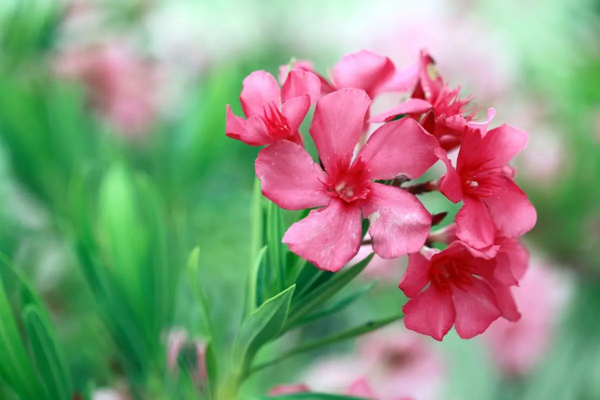 Growing oleanders