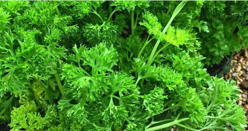 Growing parsley outdoors