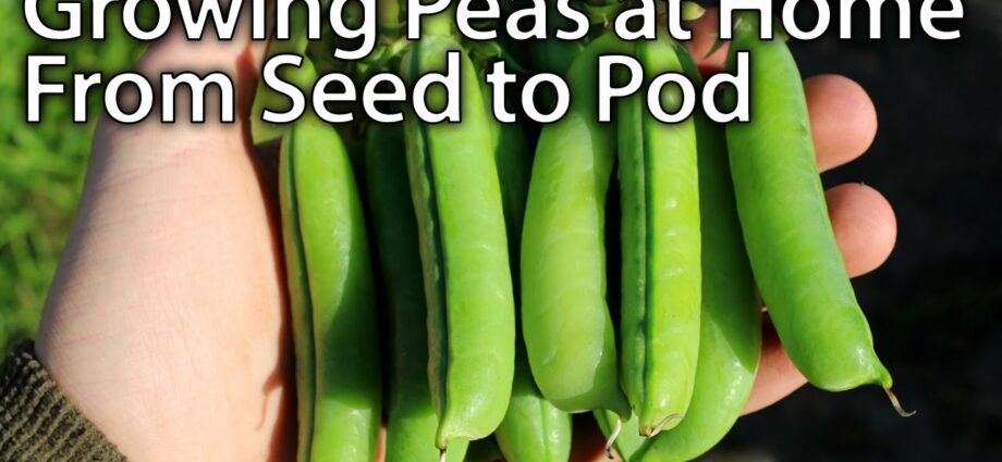 Growing pea seeds