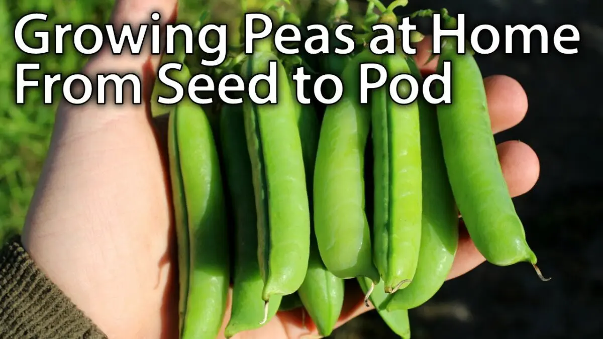 Growing pea seeds