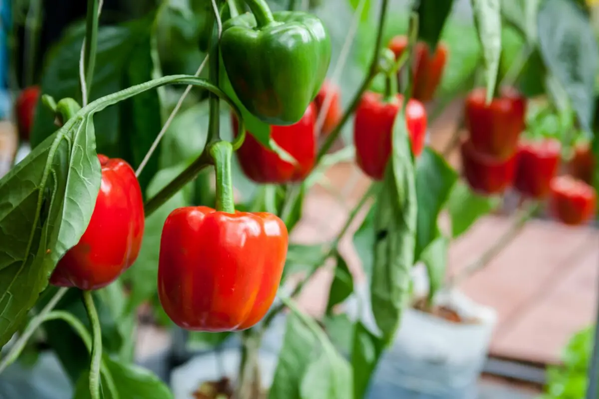 Growing red bell pepper