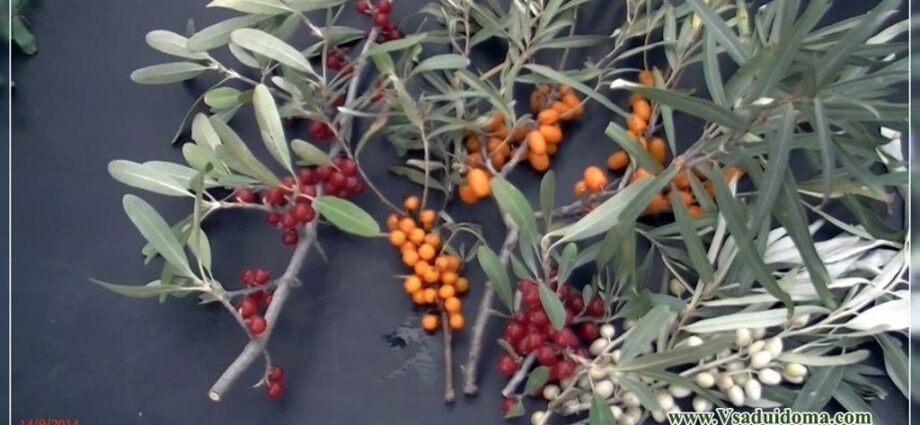 Growing seedlings of shepherdia silvery