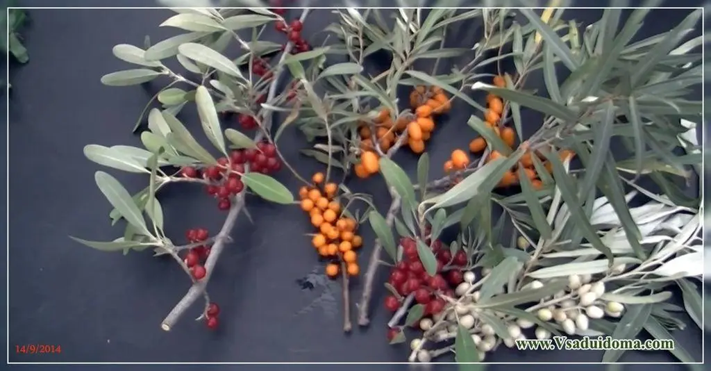 Growing seedlings of shepherdia silvery