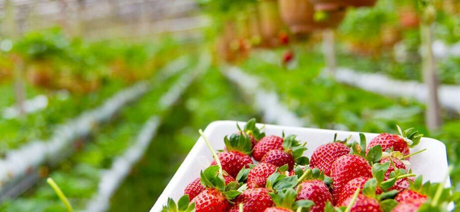 Growing strawberries in a greenhouse all year round