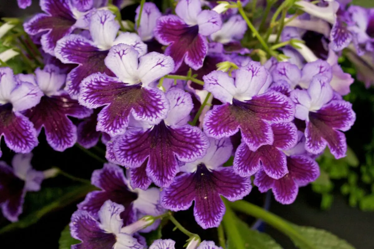 Growing streptocarpus and description of varieties