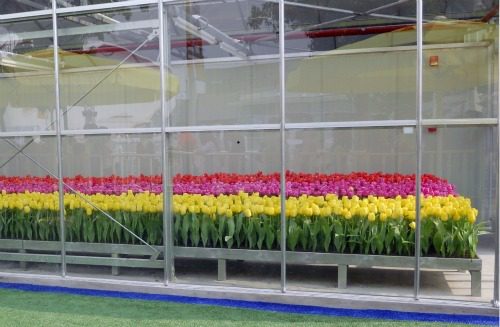 Growing tulips in a greenhouse