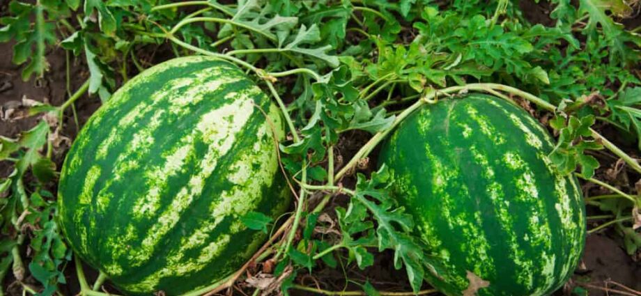 Growing watermelons