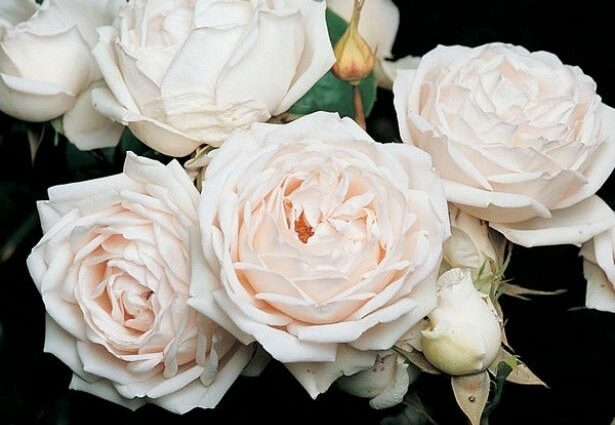 Guillot rose varieties