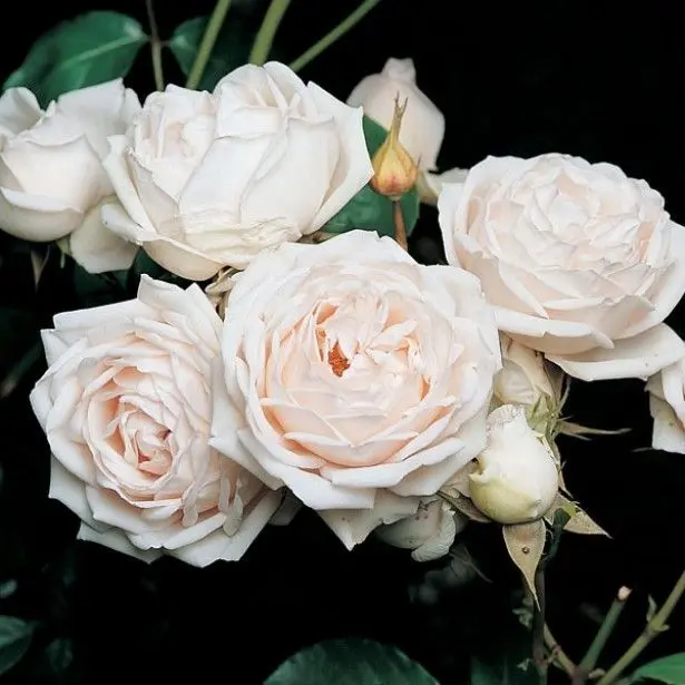 Guillot rose varieties