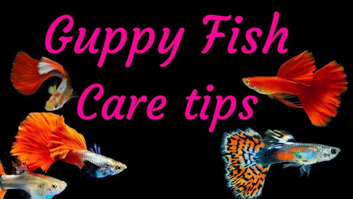 Guppies in the aquarium: maintenance and care. Video