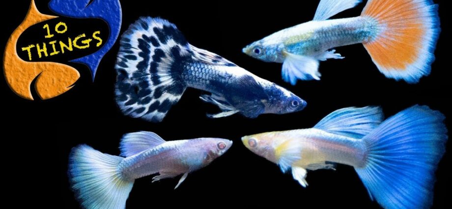 Guppy fish. Video