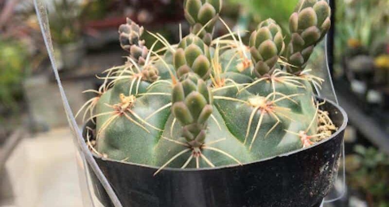 Gymnocalycium: houseplant care