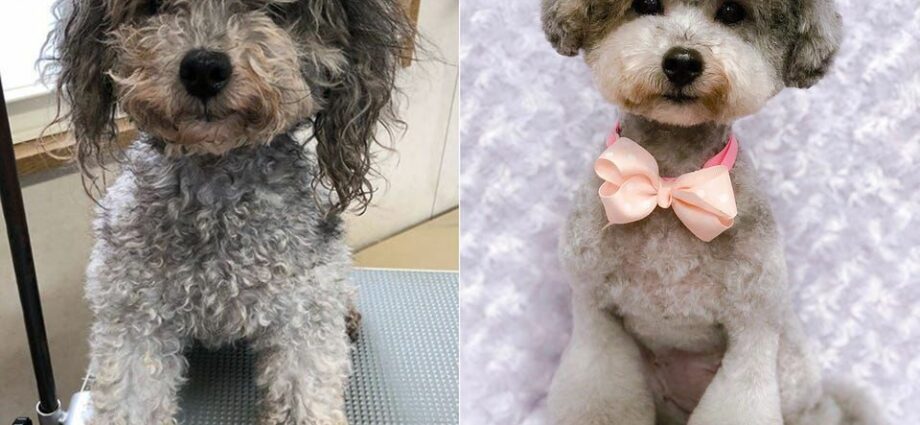 Hairdresser turns poodles into perfect balls: 15 photos