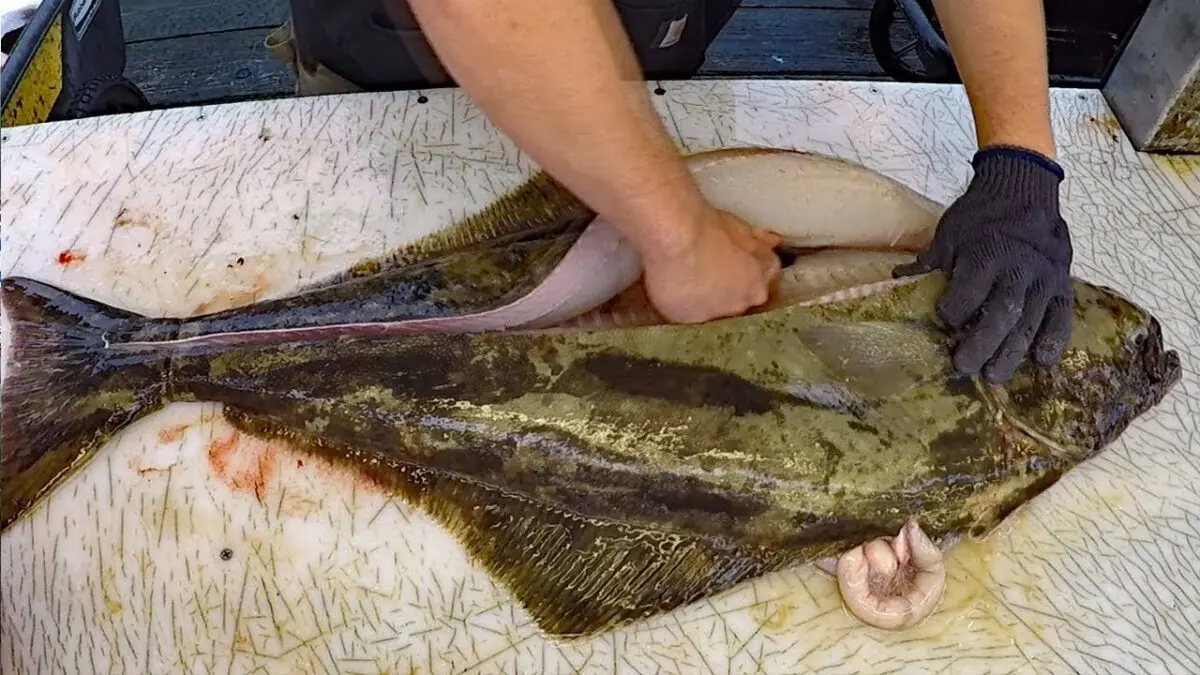 Halibut: how to fry fish? Video