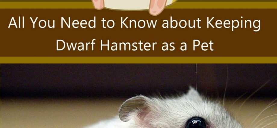Hamster: allt du behöver veta om denna lilla gnagare