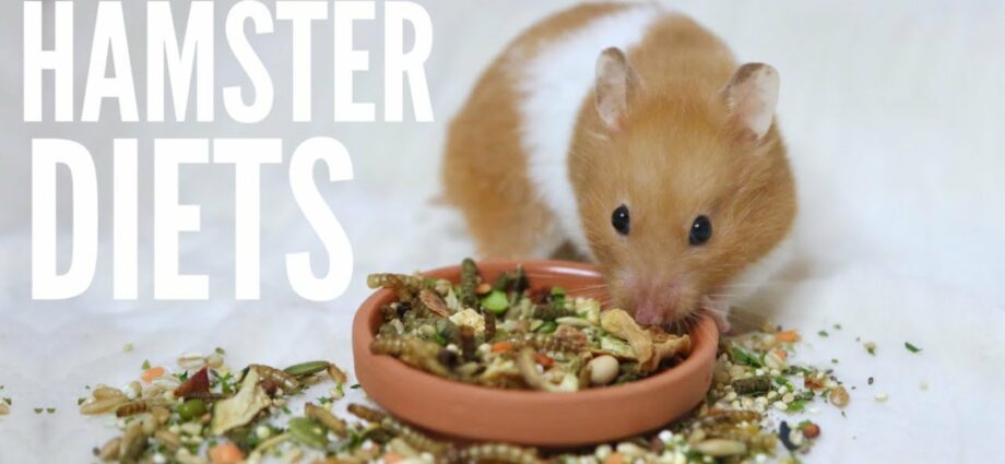 Hamskos: hoe voer ek my hamster?