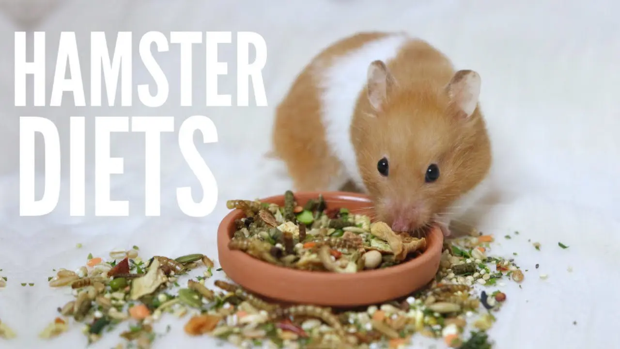 Hamster food: how do I feed my hamster?