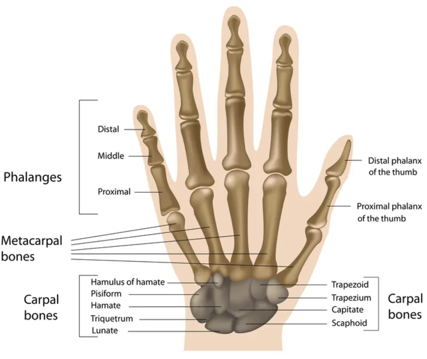 Hand bones