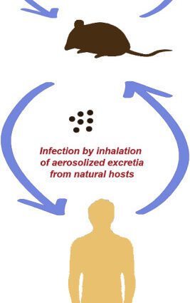 Hantavirus infections