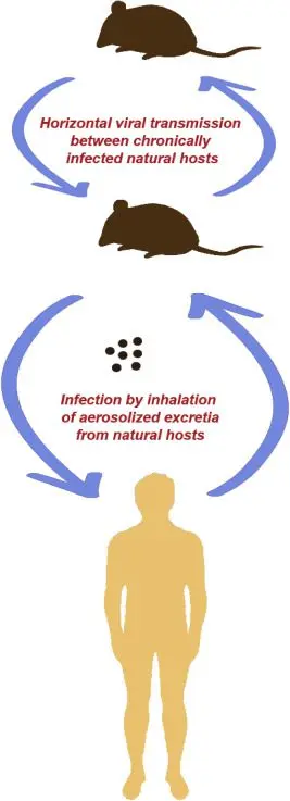 Hantavirus infections