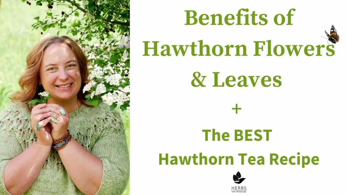Hawthorn: medicinal properties. Video