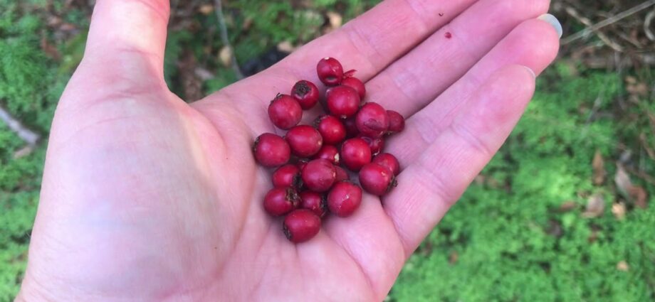 Hawthorn tincture: preparation and use. Video