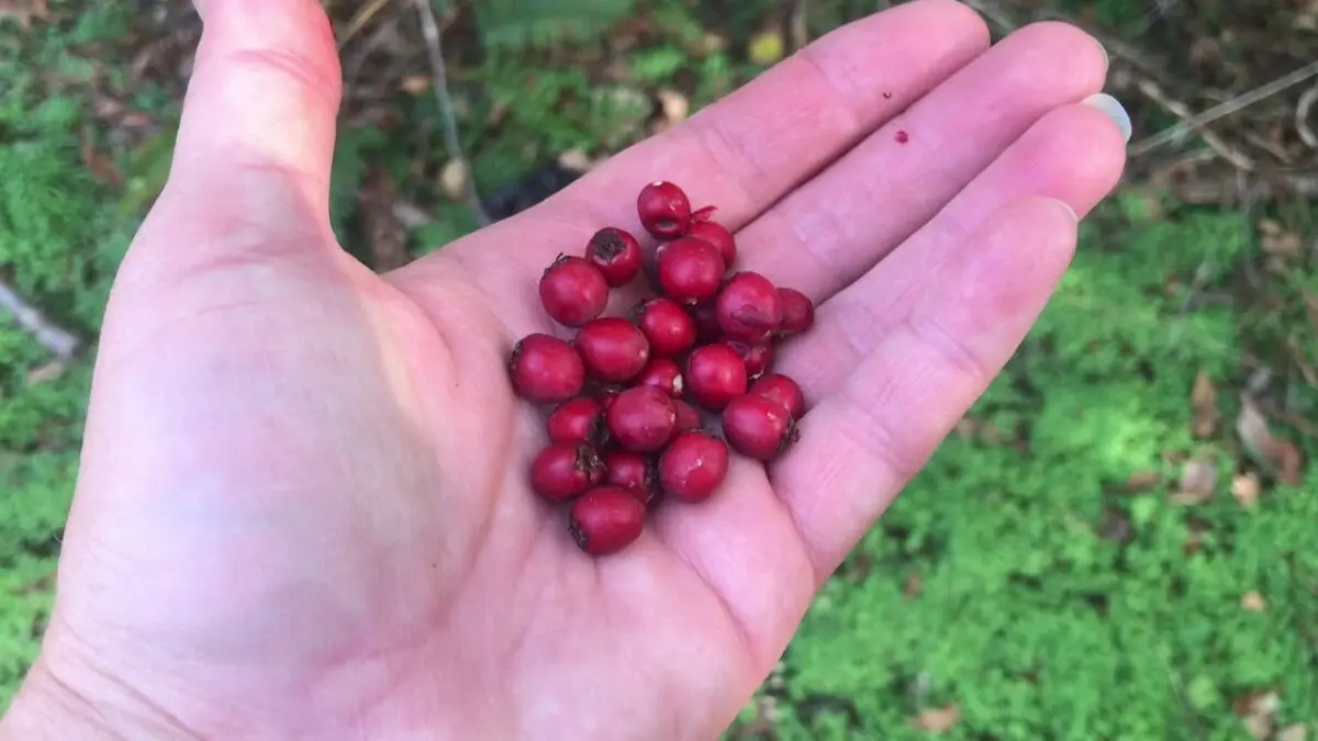 Hawthorn tincture: preparation and use. Video