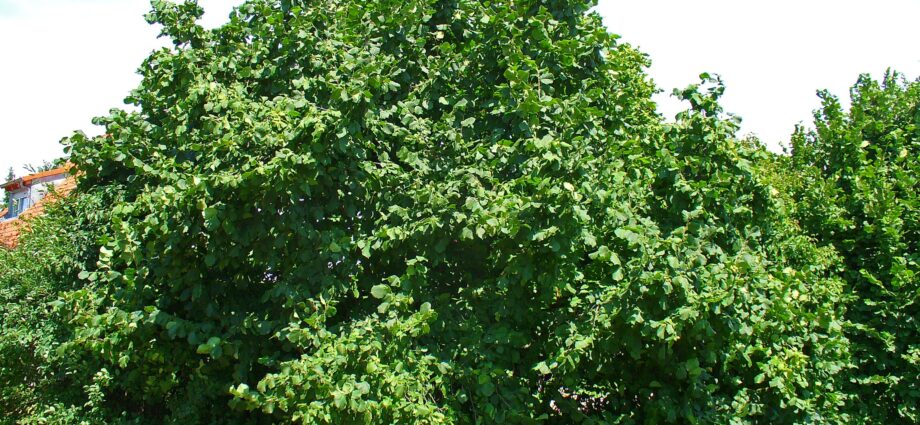 Hazel tree: description and photo