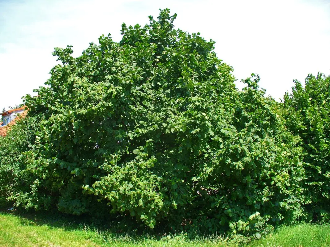 Hazel tree: description and photo