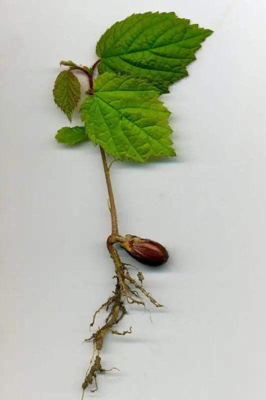 Hazelnut &#8211; hazelnut seedlings and description of varieties