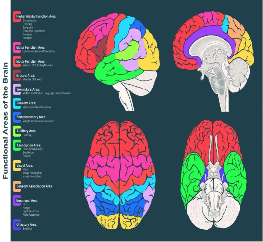Head trauma: Sites of interest