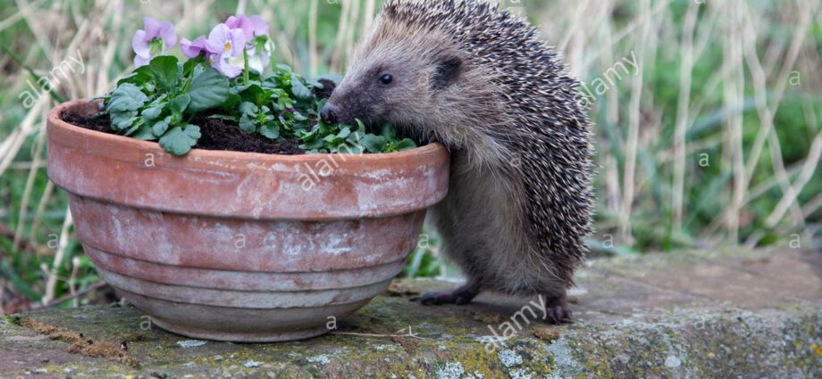 Hedgehog team: plante foto