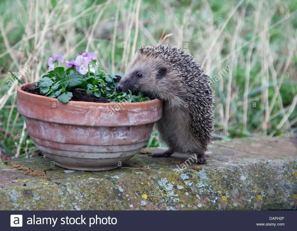 Hedgehog team: plant photo