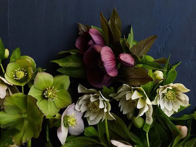 Hellebore flower: planting and care