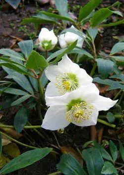 Hellebore for weight loss: how to drink? Video