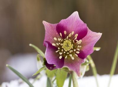 Hellebore water for hair growth