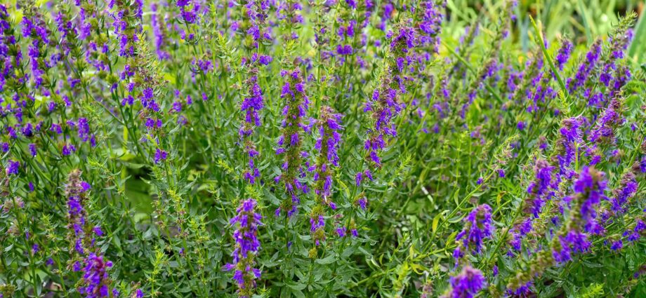 Herb hyssop officinalis: planting and care in the open field