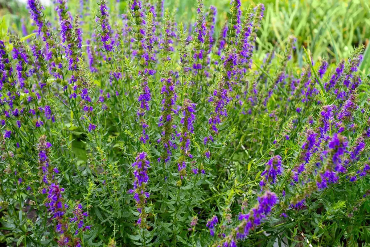 Herb hyssop officinalis: planting and care in the open field