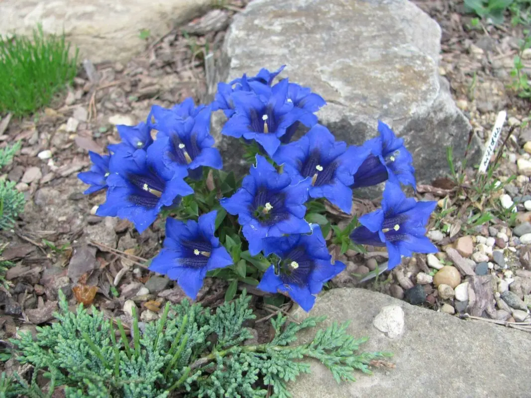 Herbaceous plant gentian in the open field: planting and care