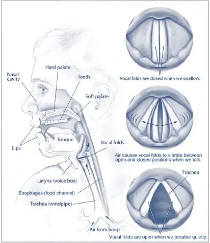 Hoarseness: have a hoarse voice, why?