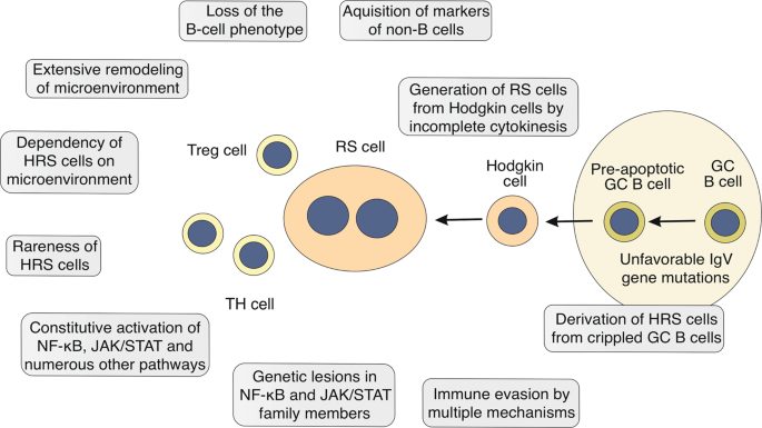 Hodgkin&#8217;s disease &#8211; Complementary approaches