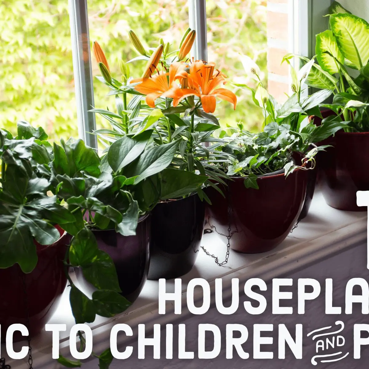 Home plants dangerous for children and animals photo