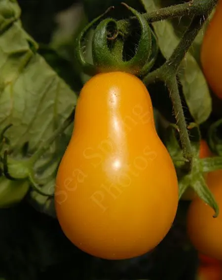 Honey drop: tomato variety description