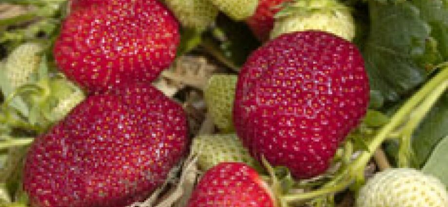 Honey strawberry: variety description