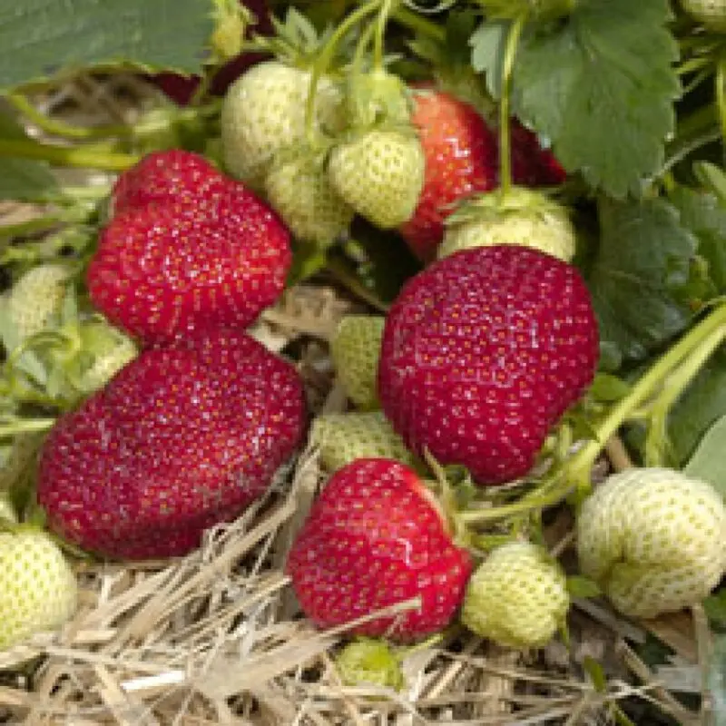 Honey strawberry: variety description